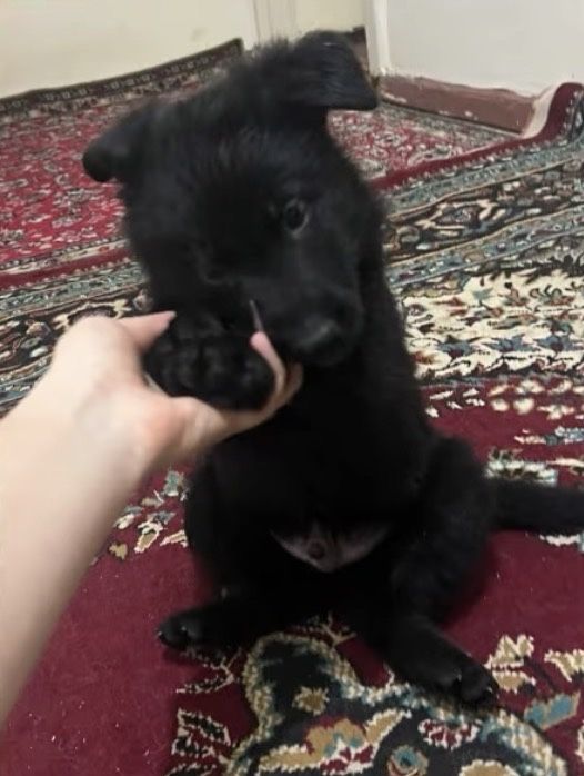 Чистокровные щенки немнцкой овчарки