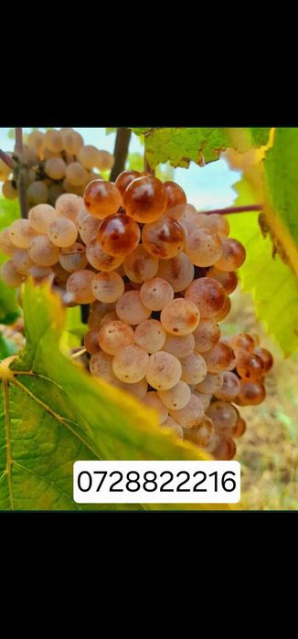 Struguri pentru vin productie 2026