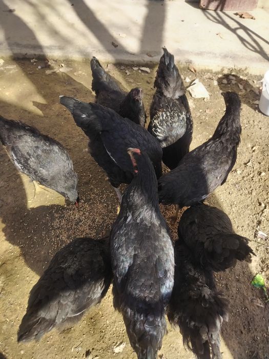 Joja tovuq tovuqlar товуклар, jojalar, жожа, жожалар