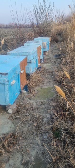 Asalari yashiklar Sotiladi