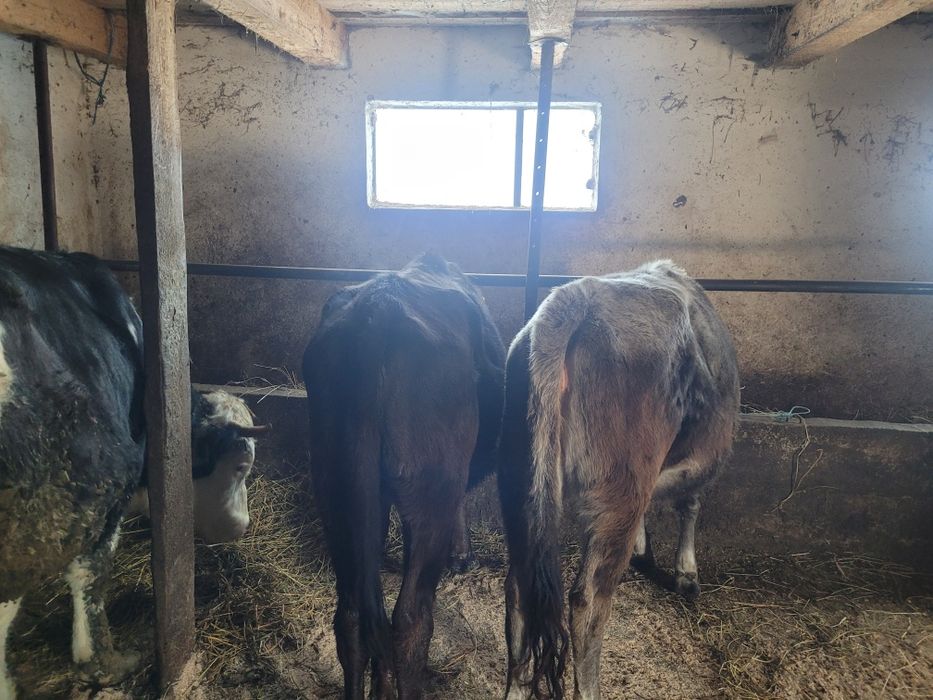 Vand 3 juninci si un tauras