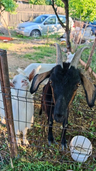 4 Capre și 5 Iezi românești