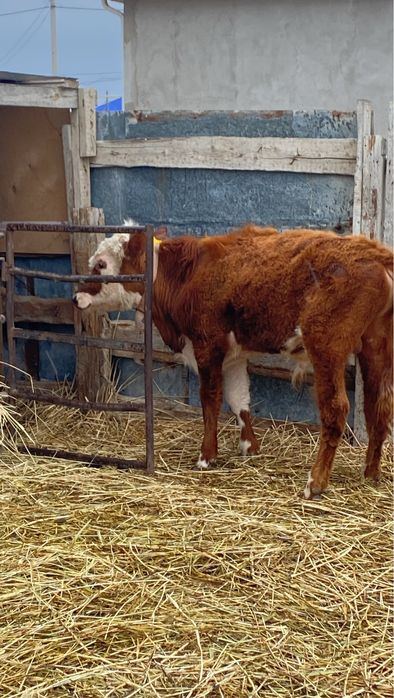 Сиыр бука сатылады саудасы бар