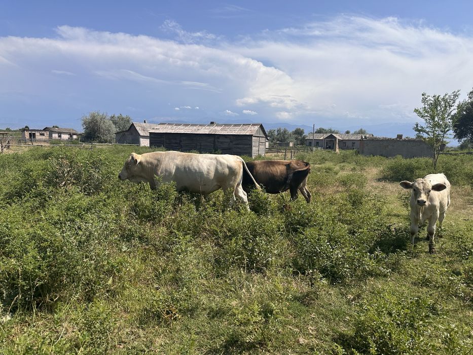 Продам бычков аулиеколя
