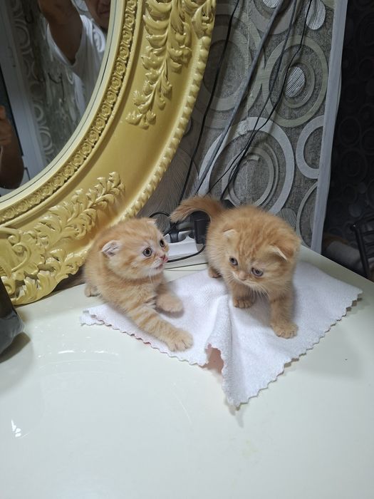 Вислоухие вислоухая Котята кошки шотландски(е)(й) котёнок шотландская