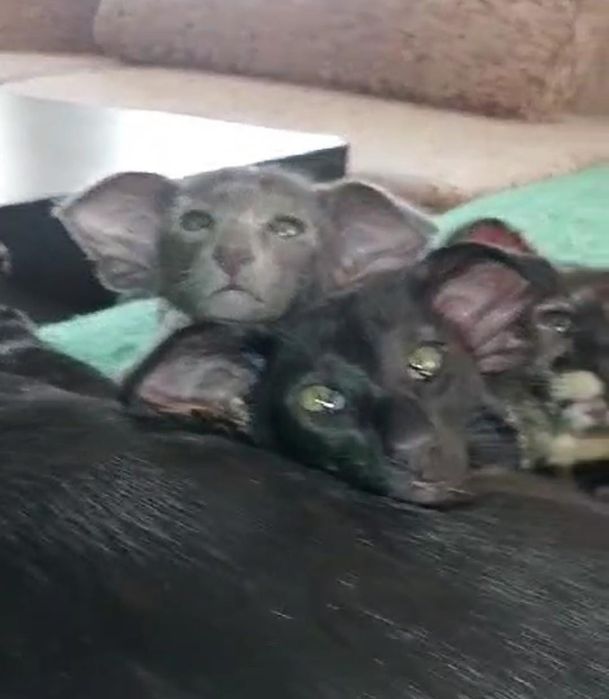 Ориентальные котята экстрим