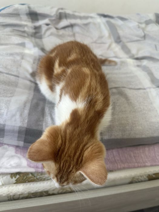Отдам котика в хорошие руки( мальчик)