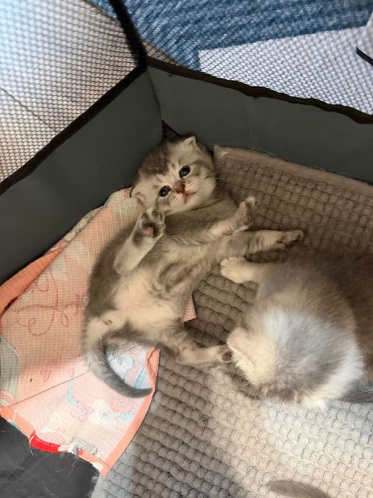 Шотланские пушистики серебро