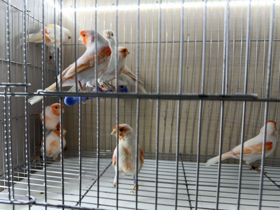 Продам канарейки
