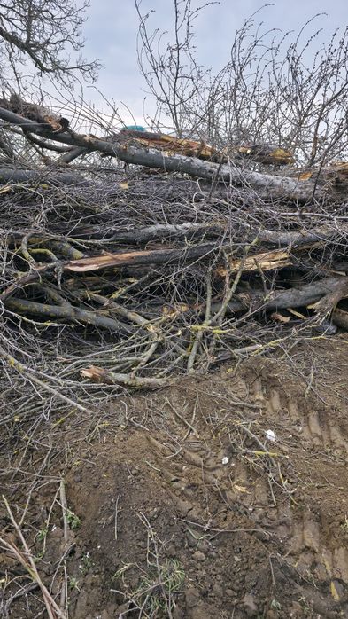 Lemn de prun pentru afumatoare sau de foc