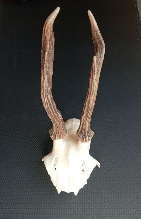 Симетрични рога от сръндак