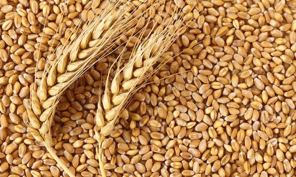 Продавам пшеница / жито ,ечемик 0,22  евро
