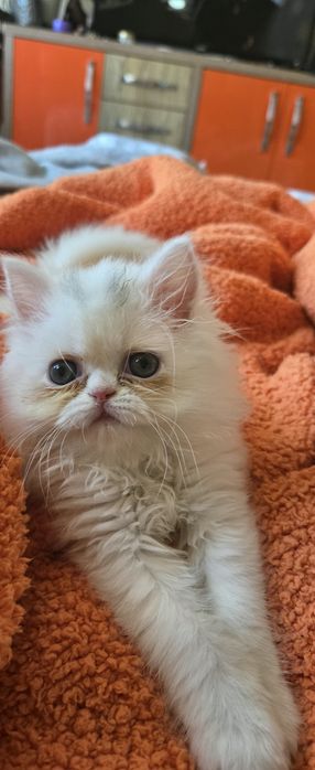 Персийско котенце