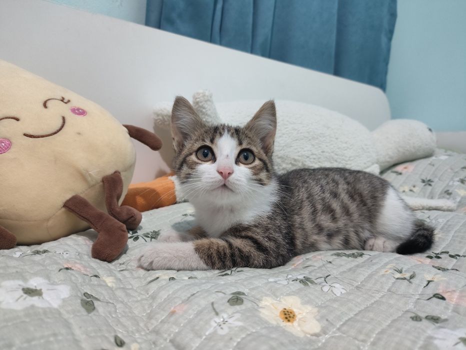 Котёнок в добрые руки