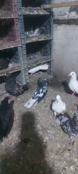 Туркмени челкар  лет с игрой летные