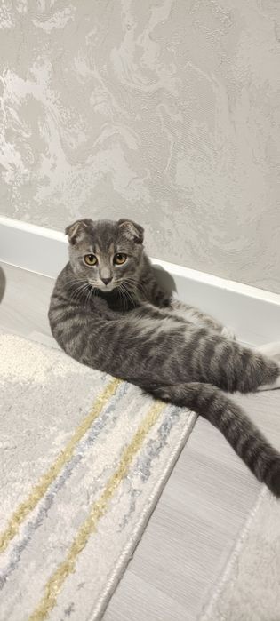 Продам кота вислоухий