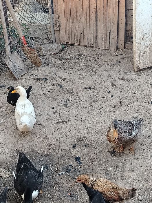 Урдаклар сотилади
