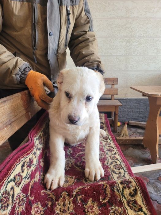 Продам щенков алабая