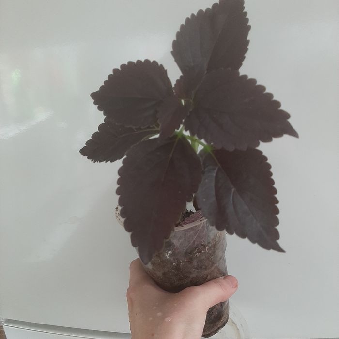 Колеус продам (редкий сорт)