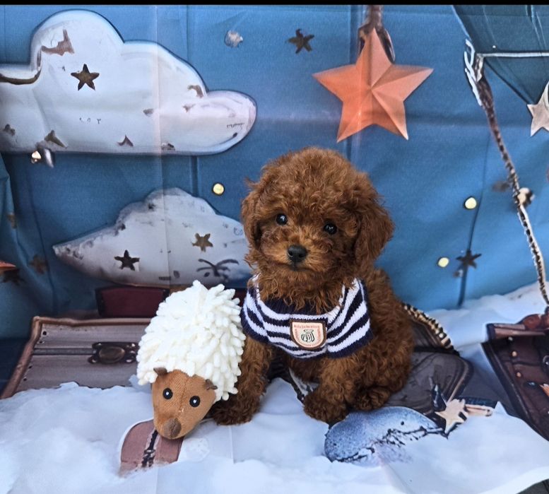 Пудел тйикъп /Пудел той /Poodle toy  генетичти тестове на родителште |Родословие