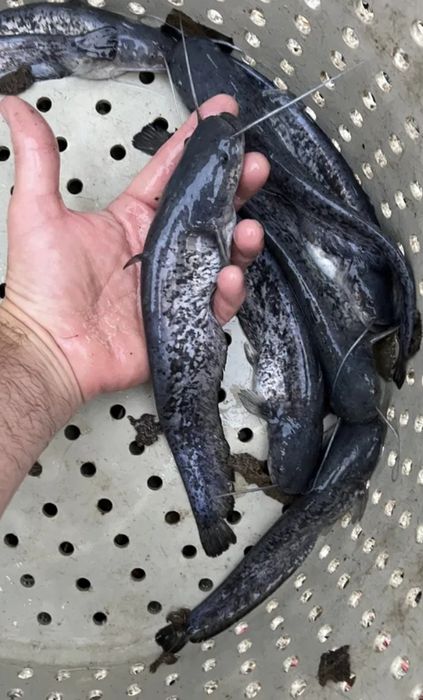 Puiet peste: ,somn,crap,amur,fitofag,novac,sanger,LIN