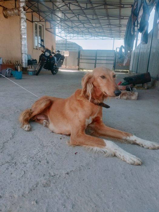 құмай тазы сатылады