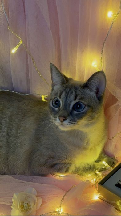 Отдам кошку в добрые руки!