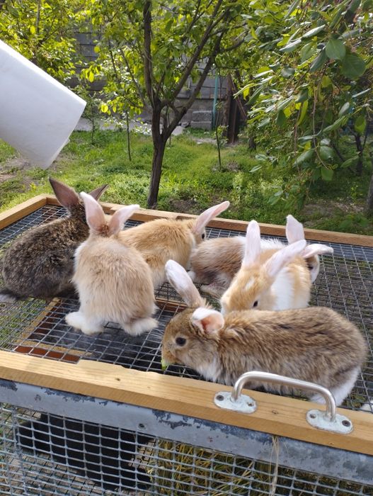 Продам  крольчат