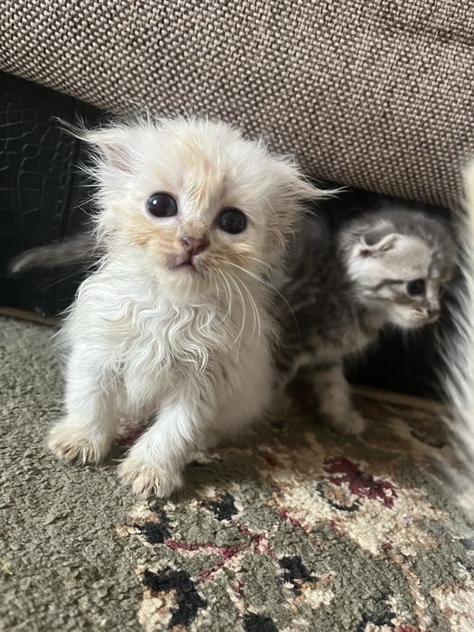 Продам маленьких котят