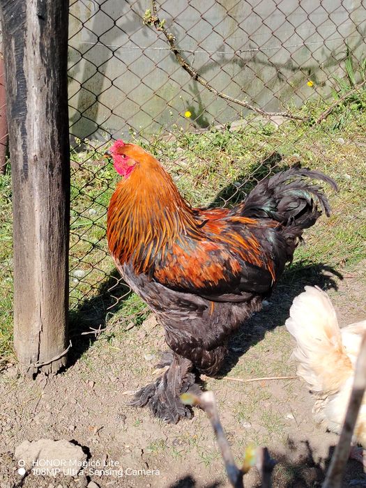 Schimb cocos Brahma de anul trecut cu găină Brahma outoare.