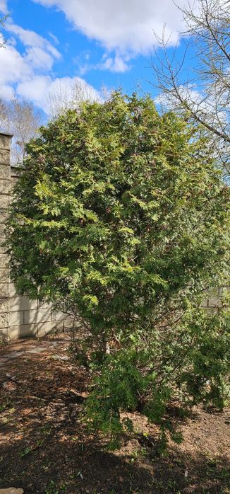 Продам ели и туя