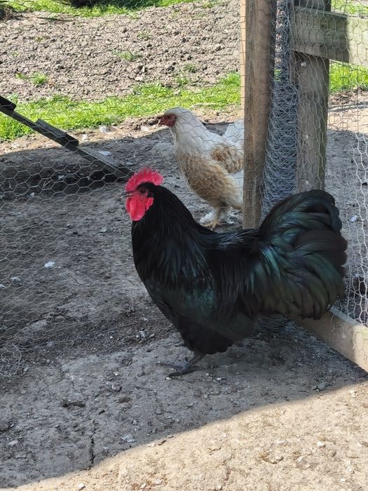 Cocosi Brahma de vanzare