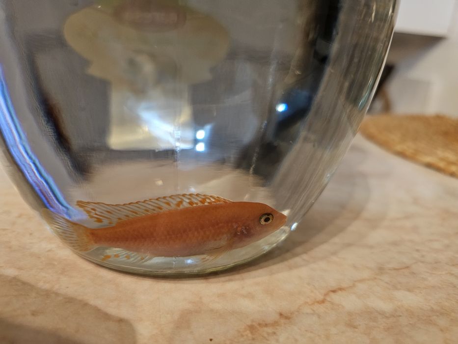 Pește Pseudotropheus zebra