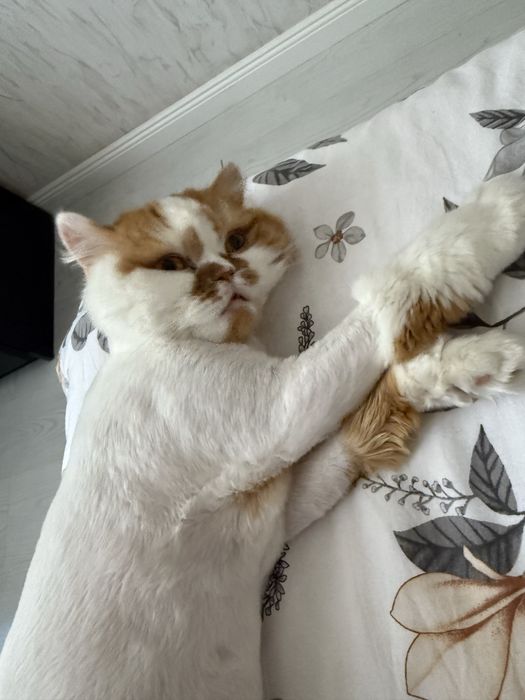 Отдам в хорошие руки кошку