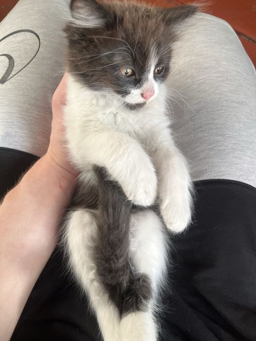 Милые ласковые котята