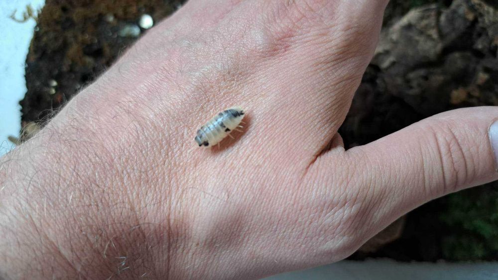 Isopode, Izopode - Porcellio laevis Dairy Cow terariu ecosistem