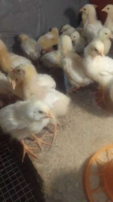 Продам бройлеров шустрые подросшие