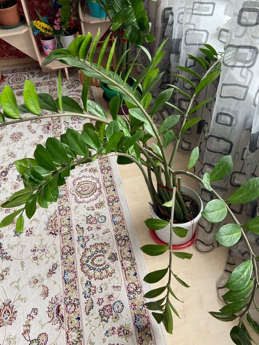 Комнатные цветы.