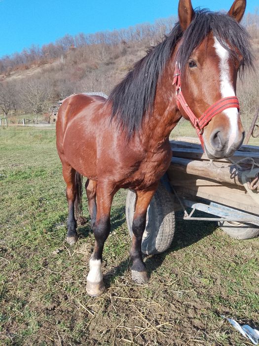 Vând sau schimb armăsar de 4 ani