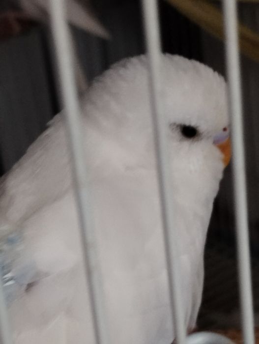 Попугаи домашнего разведения