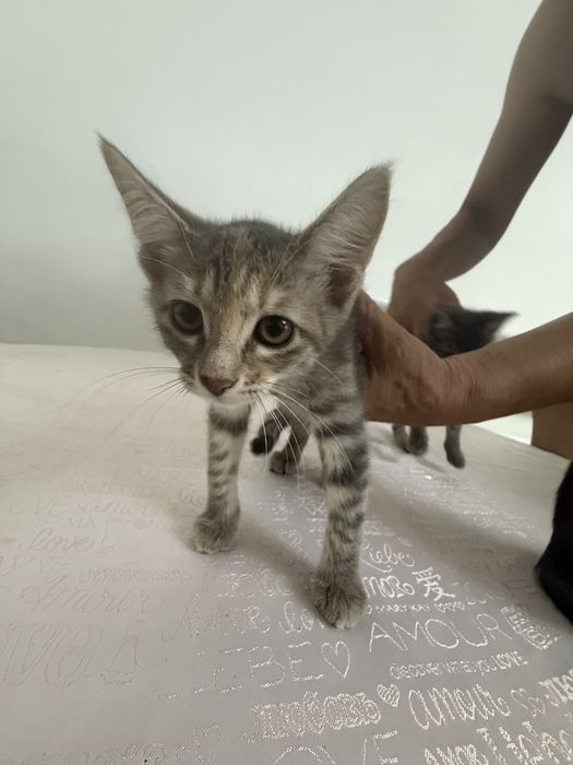 Отдам бесплатно котята