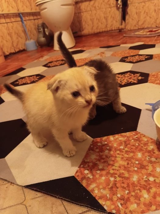 Продам британских вислоухих котят