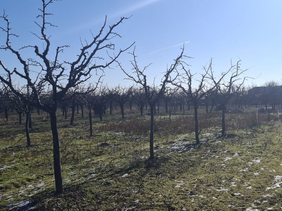 Prune uscate de vanzare