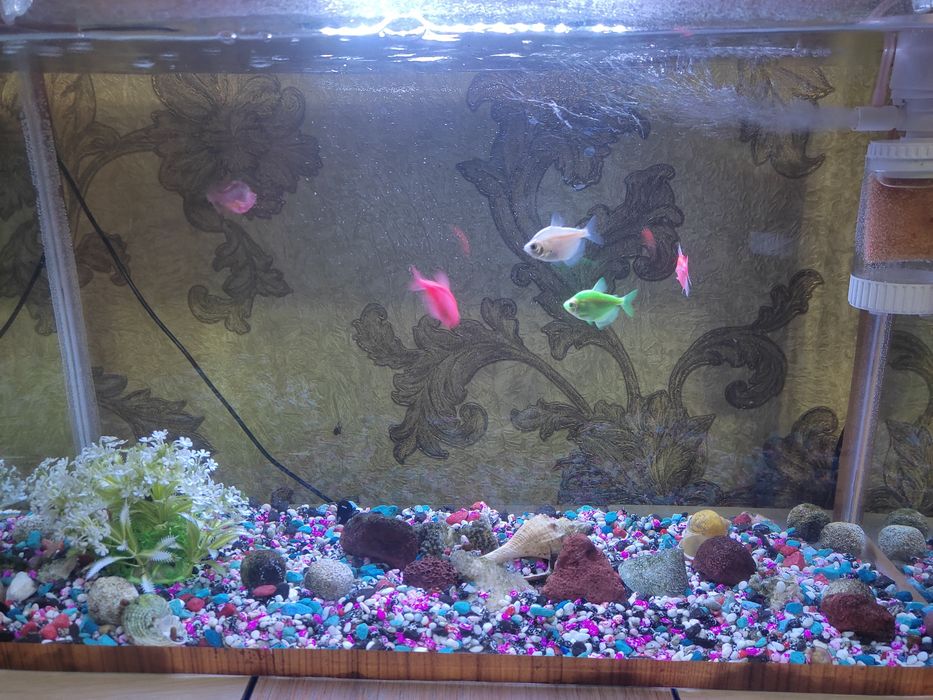 Аквариум с рыбками