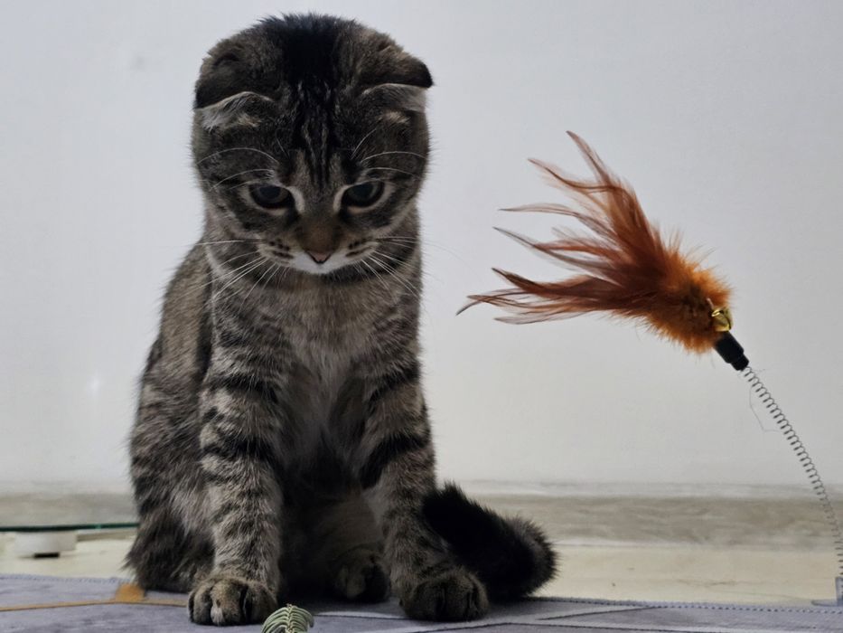 Шотландская вислоухая кошка