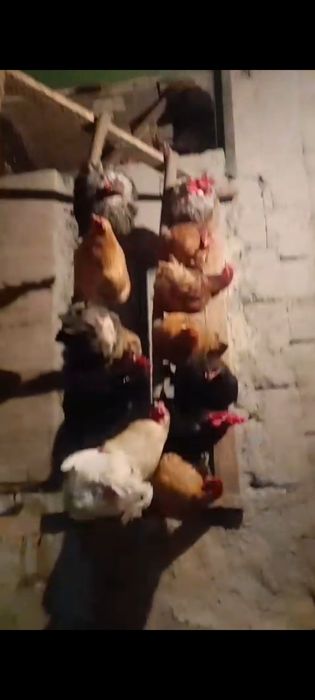 Продам домашние  Курицу