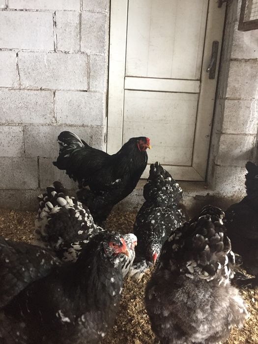 Инкубационные яйца Брама