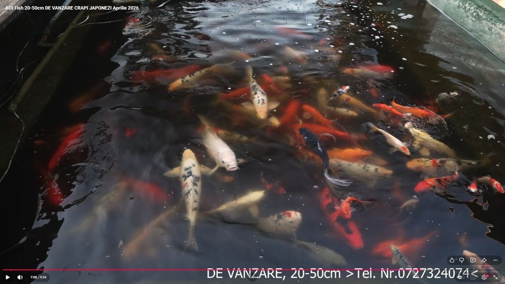 Crapi Koi/Butterfly