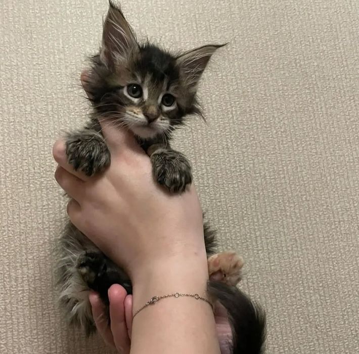 Продам котят мейнкуна