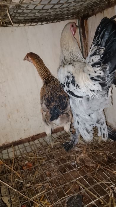 Xuruz tovuq tuxumga tayyor